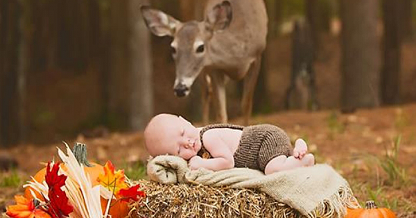 Deer Photobombs Baby's Photoshoot And Turns It Into A Fairytale