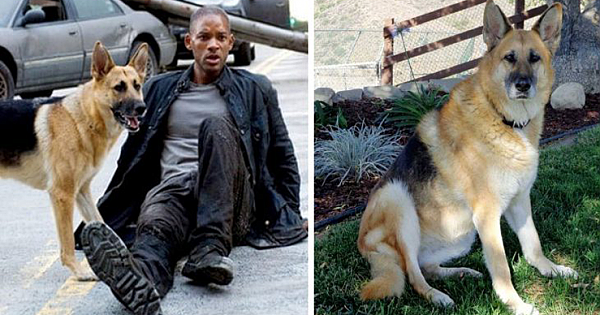 Do You Remember Abbey, The Dog From 'I Am Legend'? She Is Now 13 And Still A Good Girl