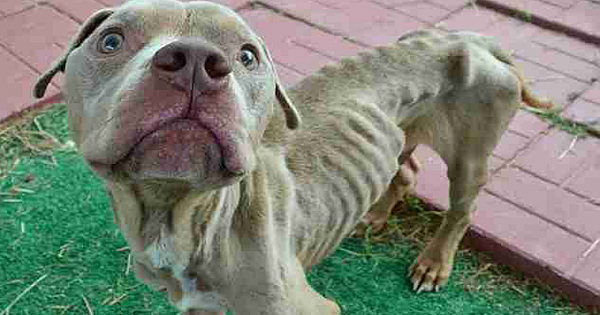 Dog Abandoned Inside Crate Without Food And Water For Days