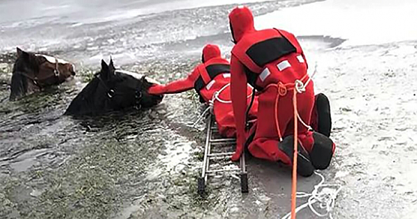 Emergency Crew Rescued  2 Clydesdale Horses Who Were Trapped Into Frozen Lake