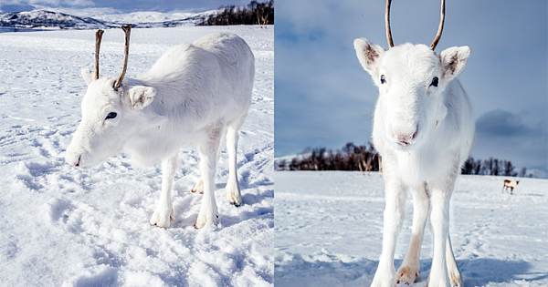 Extremely rare white baby reindeer almost disappears into the snowy background