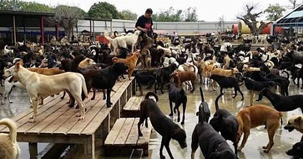 Family Dedicates Everything To Caring For 3,000 Stray Dogs,A Dog Lovers Dream