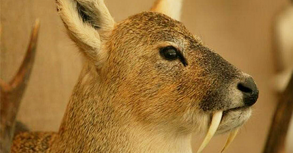 Fanged Deer Once Thought To Be Extinct Is Rediscovered In Vietnam