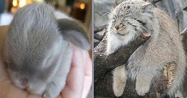 Fluffy Animals That Are Cuddlier Than Stuffed Animals And Plush Toys