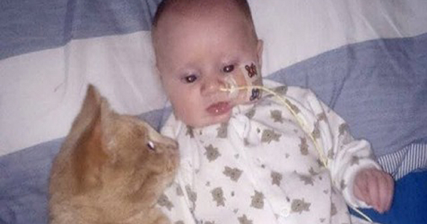Ginger Cat Stayed by His Baby Brother and Helped his Broken Heart Heal