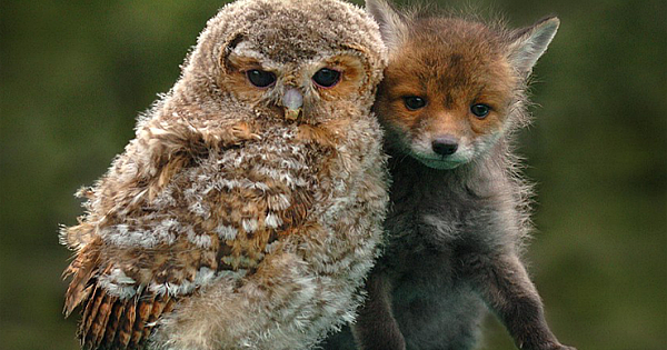 Heartwarming Photos Show How Animals In The Wild Can Become The Most Unlikely Pals