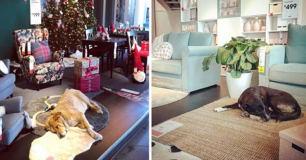 Ikea Store In Italy Opens Its Doors To Homeless Dogs To  Protect Them From The Cold
