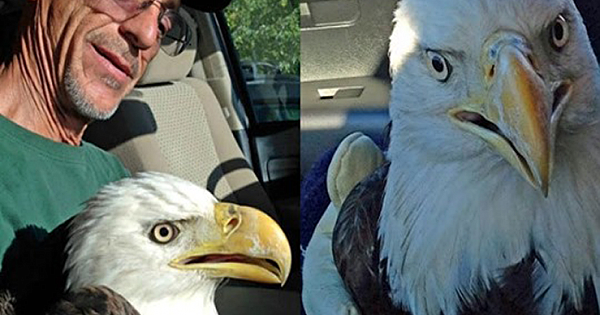 Kind Man Rescues Bald Eagle From Drowning
