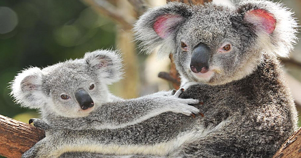 Koalas 'functionally extinct' after Australia bushfires destroy 80% of their habitat