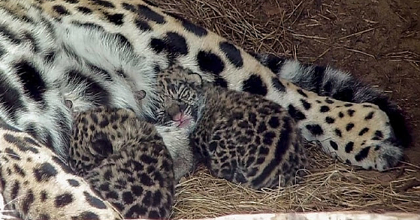 Leonardo DiCaprio saves critically endangered Jaguar from extinction in Argentina