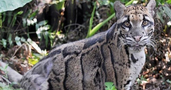 Leopard Thought to Be Extinct Is Spotted in Taiwan for First Time in Over 30 Years