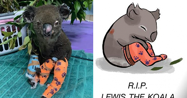 Lewis the Koala, Who Drew Worldwide Attention After Rescue, Has Tragically Died