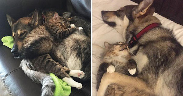 Lonely Husky Picks Her Own Kitten To Take Home From Shelter, And They Become Best Friends