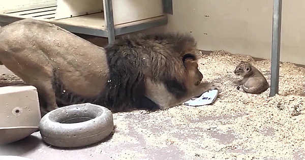 Lovely footage shows majestic lion crouching down to meet his cub for the first time