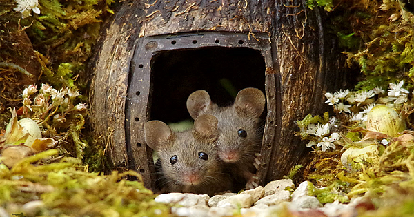 Man Finds A Family Of Mice In His Garden, Builds Them A Tiny Village To Live In