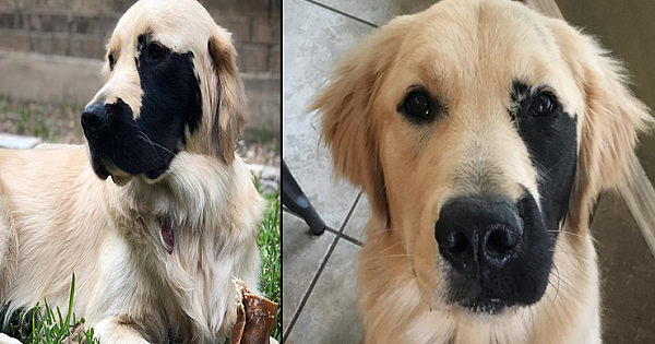 Meet Enzo,Dog With Rare Condition Has The Cutest Marking On His Face