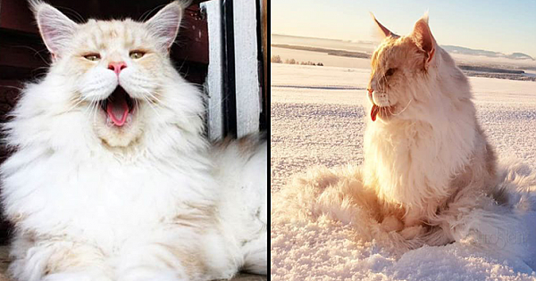 Meet Gigantic Maine Coon Cat Lotus, Who is Taking The Internet By Storm