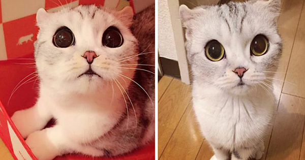 Meet Hana, The Japanese Kitten With Eyes So Big She Looks Straight Out Of A Cartoon