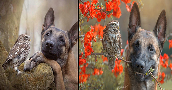 Meet Ingo and Poldi: Tiny rescued owl and dog are madly in love