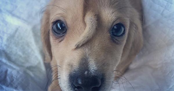 Meet Narwhal, a rescue puppy born with an extra tail on his face