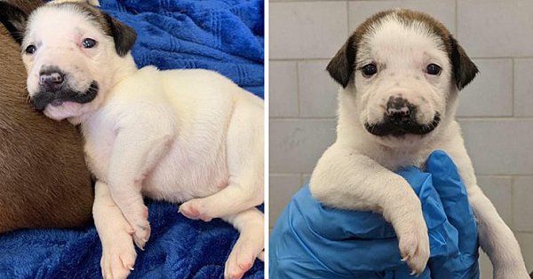 Meet Salvador Dolly, The Shelter Puppy Born With The Most Glorious Handlebar Mustache
