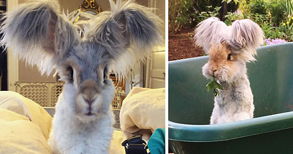 Meet Wally, The Bunny With The Biggest Wing-Like Ears