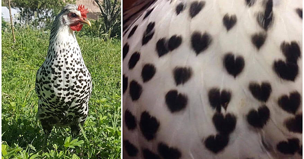 Natures Surprise: This Hen Has Heart Shapes On Her Feathers
