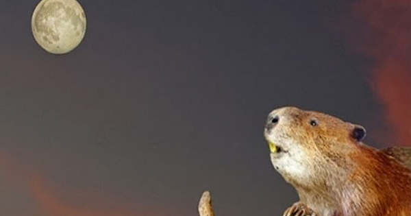 'November Full Beaver Moon' To Shine in the Night Sky Today And Tomorrow