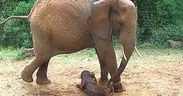 Orphaned Elephant Returns From The Wild To Give Birth With Her Former Keepers
