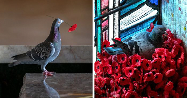 Pigeon Builds A Nest After Stealing Poppies From An Unknown Soldier's Grave