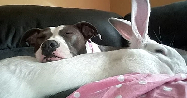 Pit Bull rescued from dog fighting finds friendship with rabbit