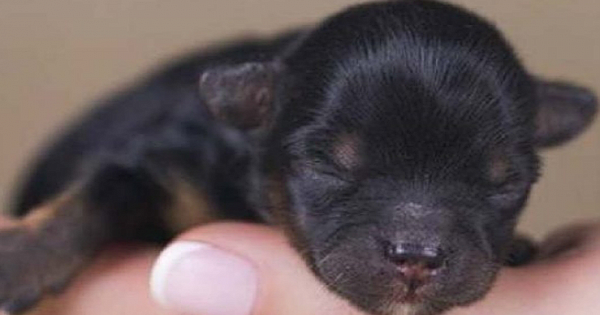 Puppies Rescued From Storm Drain Aren't Actually Dogs
