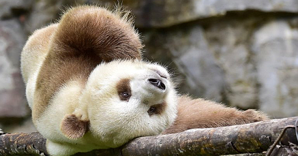 Rare Brown Panda Cub Was Found Alone And Malnourished, Possibly The Last One Of His Kind