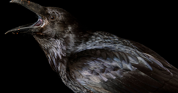 Ravens exhibit complex intelligence behaviors similar to humans