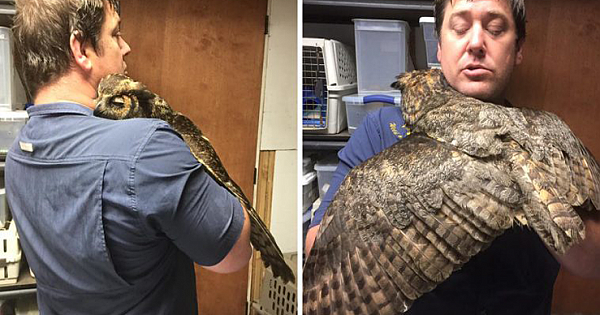 Rescue Owl Misses The Man Who Saved Her So Much She Couldn't Stop Hugging Him When He Came Back
