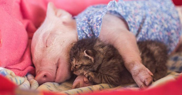 Rescue Piglet And Kitten Become Best Friends, And Their Photos Are Just Adorable