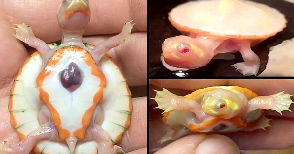 See Incredible Rare Albino Baby Turtle Born With Heart Outside Its Body