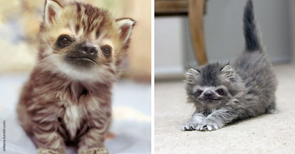 Someone Is Placing Sloth Faces On Kittens, And The Result Is Purrtacular
