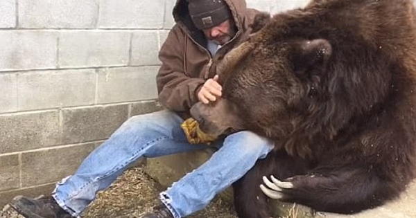 Special moment caretaker comforts with some extra love sick 1400 pound bear