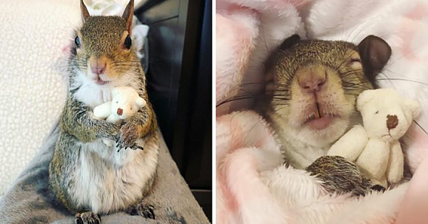 Squirrel Saved From Hurricane Has Her Own Mini Teddy Bear And Won't Let Go Of It