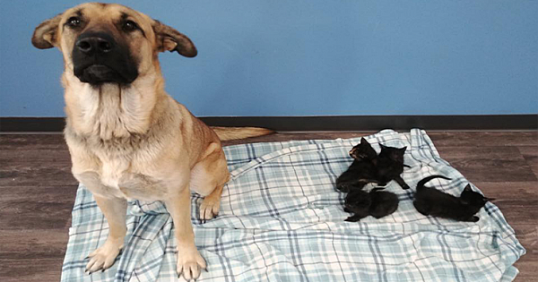 Stray Dog Wraps Her Body Around Orphaned Kittens To Keep Them Warm In Freezing Weather