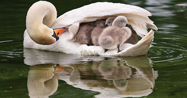 Swan Mom Adorably Carries All 8 Of Her Babies Under Her Wing While Swimming
