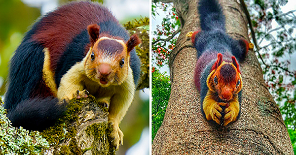 The Indian Giant Squirrel Is Almost Too Beautiful To Be Real