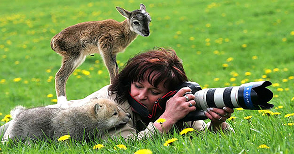 The Most Unexpected Moments: Wild Animals That Want To Be Wildlife Photographers