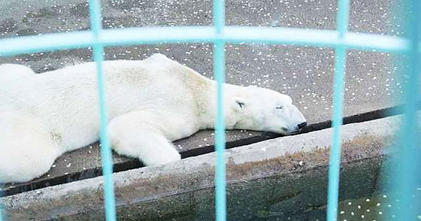 The Saddest Polar Bear In The World Dies After Going Through 21 Years In Concrete Cell