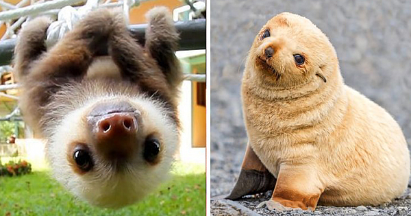 These Baby Animals That Are Too Cute To Be True