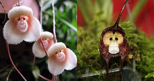 These Rare Orchids Look Exactly Like Monkeys' Faces And Are A Must Have In Your Garden