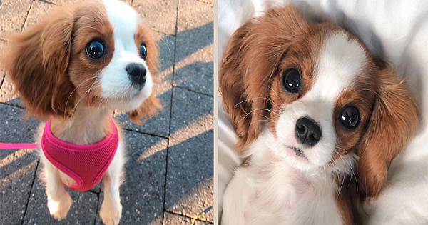 This Adorable 2-Year-Old Puppy Is So Tiny, It's Hard To Believe He's Fully Grown