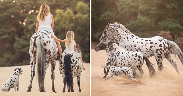 This Dog Is The "Third Wheel" In A Horse Family, And Their Photos Are Adorable