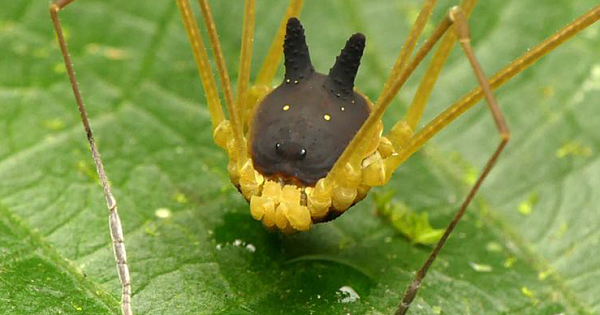 This Little Spider Looks Like Dog And People Are Freaking Out